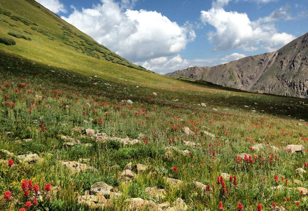 wildflowers